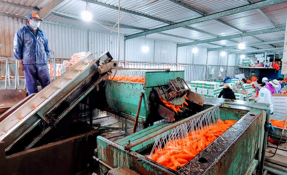 Các doanh nghiệp, cơ sở chế biến cà rốt đang mong đợi đến thời gian hết thời hạn cách ly toàn xã hội, tình hình dịch bệnh được kiểm soát tốt sẽ tạo điều kiện thuận lợi hơn cho việc xuất khẩu cà rốt.