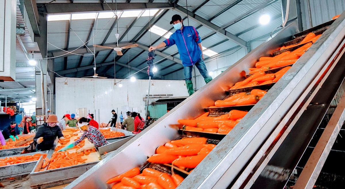 Ngày 26/2 vừa qua, Cục Bảo vệ thực vật, Bộ Nông nghiệp và Phát triển nông thôn đã có Thông báo số 335/BVTV-KD về việc kiểm dịch thực vật đối với cà rốt và một số nông sản xuất khẩu sang Hàn Quốc. Theo đó, ngày 25/2, Hàn Quốc đã có văn bản chính thức gửi Cục Bảo vệ thực vật thông báo gỡ bỏ lệnh cấm nhập khẩu đối với củ cà rốt và một số nông sản của Việt Nam xuất khẩu kể từ ngày 4/3.