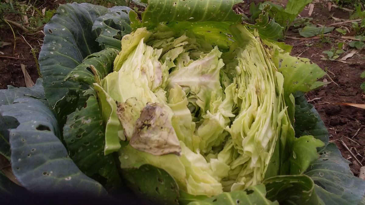 Hiện một số hệ thống phân phối lớn như MM Mega Market, Central Group đã có văn bản gửi Bộ Công Thương và Hải Dương mong muốn kết nối đến các đơn vị, cơ sở sản xuất và các hộ nông dân trên địa bàn tỉnh để hỗ trợ được phần nào trong việc giải cứu nông sản.