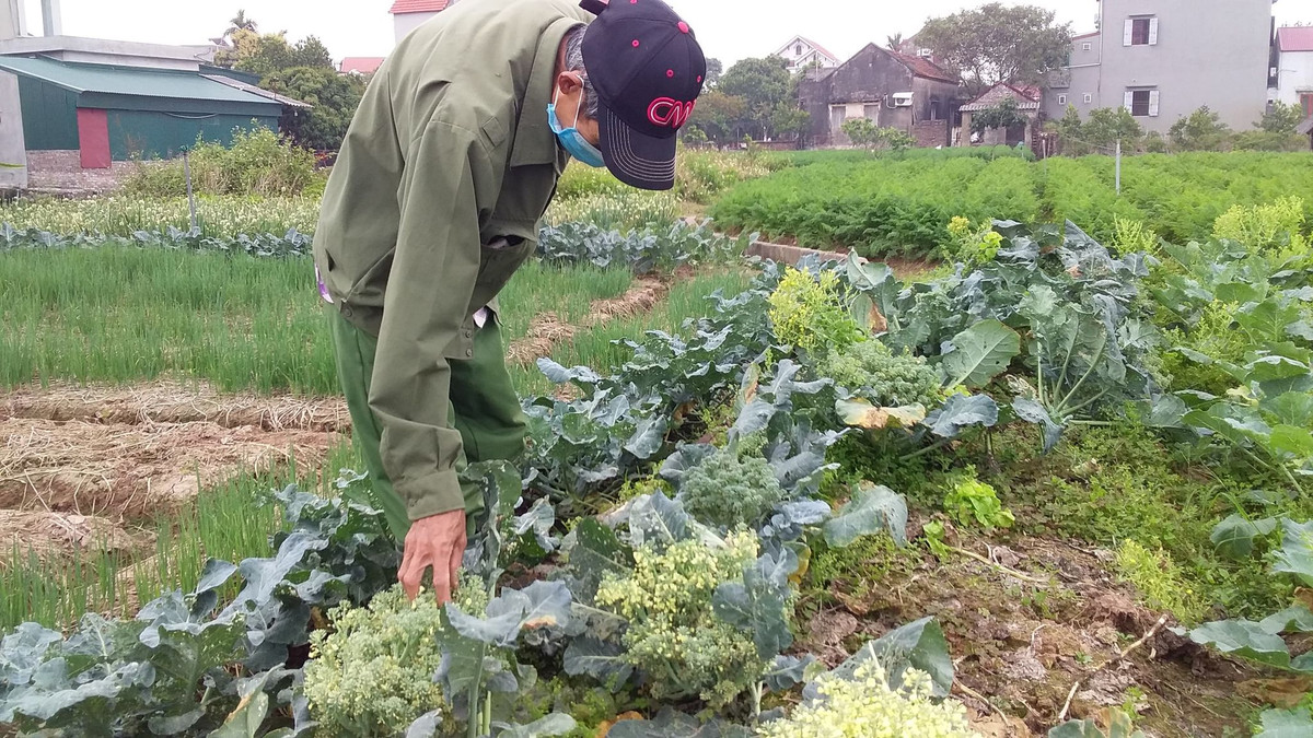Mới đây, Vụ Thị trường trong nước (Bộ Công thương) đã có chỉ đạo các Sở Công Thương địa phương đề nghị các đơn vị phân phối tăng cường thu mua nông sản của Hải Dương, giúp tiêu thụ được phần nào số lượng nông sản tại tỉnh này. Đồng thời chỉ đạo các doanh nghiệp tăng cường chế biến nông sản. 