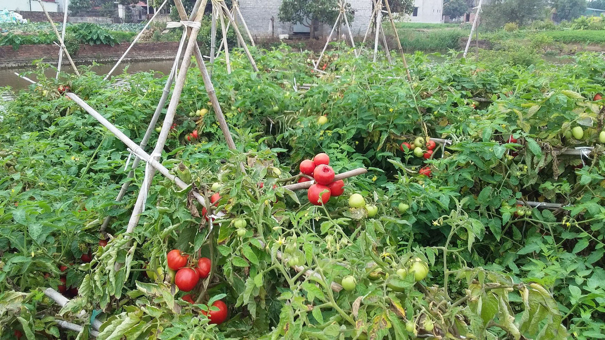 Người nông dân dù thiệt hại nặng vẫn hy vọng vớt vát lại để vượt qua đại dịch khó khăn.