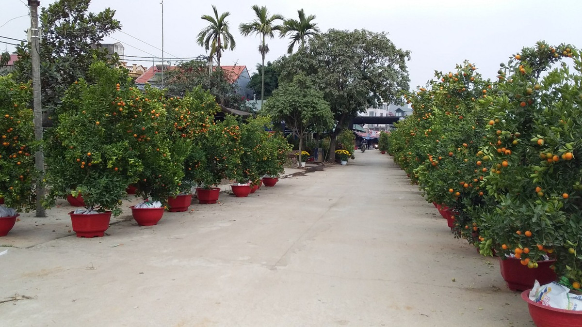 Chợ hoa, cây cảnh đìu hiu do người dân ở nhà phòng dịch.