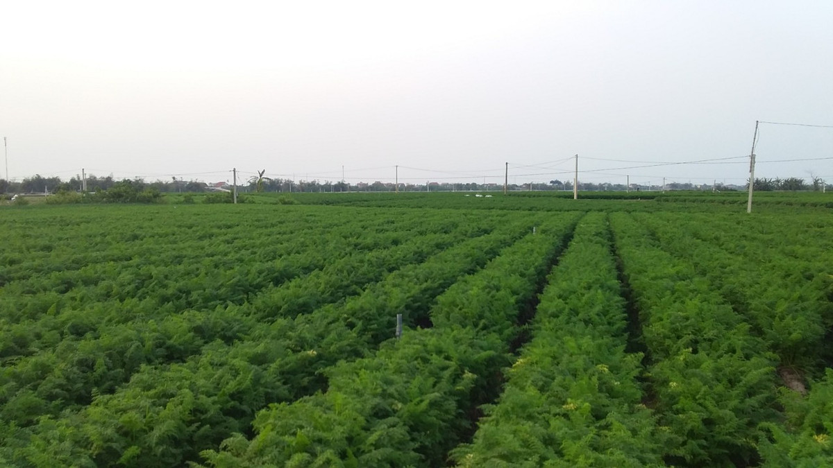 Năm nay, do điều kiện thời tiết thuận lợi, cà rốt được mùa cho sản lượng, chất lượng và giá thành tăng cao hơn so với những năm trước đó. Ngoài tiêu thụ nội địa, cà rốt Cẩm Giàng còn được xuất khẩu đi Nhật Bản, Hàn Quốc, Indonesia, Trung Quốc…