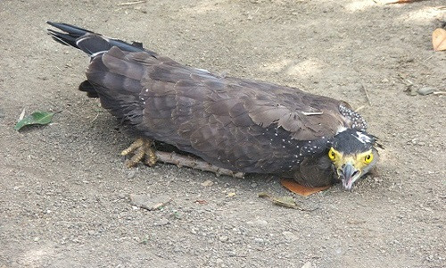 Dan phong thich chim la nghi dai bang