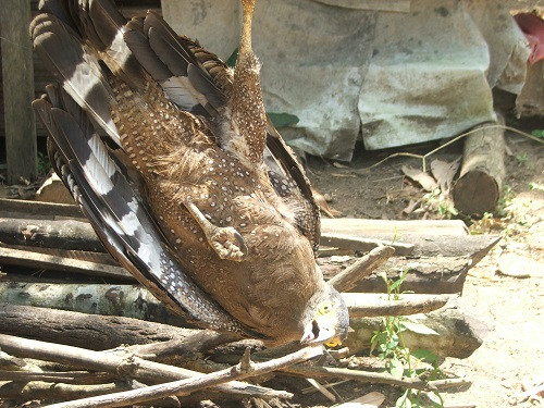 Dan phong thich chim la nghi dai bang-Hinh-2