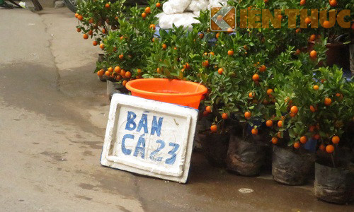 Mọi cửa hàng đều tận dụng để bán cá phóng sinh vào những ngày này.