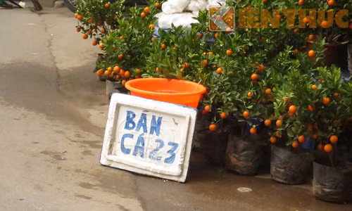 Mọi cửa hàng đều tận dụng để bán cá phóng sinh vào những ngày này.