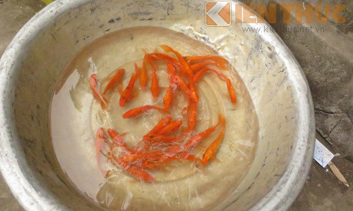 Chép vàng rao bán 25.000 - 30.000 đồng/3 con.