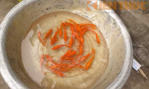 Chép vàng rao bán 25.000 - 30.000 đồng/3 con.