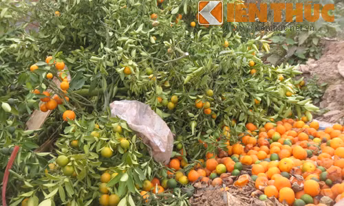 Thảm cảnh này khiến không ít người cảm thấy xót xa vì người trồng hoa và tiểu thương từng tốn cả năm chăm bẵm, hy vọng sinh lời vào đúng dịp Tết nhưng lại bị ế hỏng, phải bỏ đi.