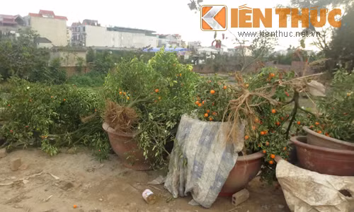 Mỗi chậu quất này từng có giá 2- trên 3 triệu đồng, người người đổ xô mua về chơi Tết, nay nằm chỏng chơ một góc.