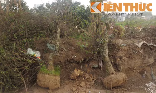 Trước đó, những gốc đào như thế này thường được bán ít nhất với giá từ 5 - 7 triệu đồng.