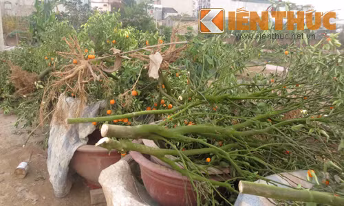 "Tàn tích" ngày Tết còn là những gốc quất cảnh chất thành đống.