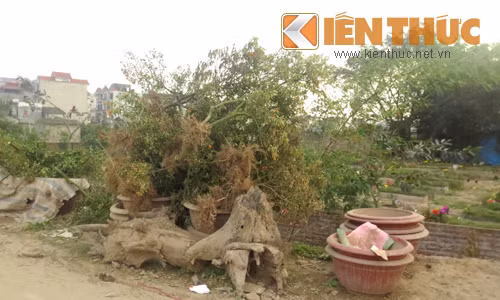 Những cây héo úa, hoặc không bán được vào dịp Tết, người dân đành ngậm ngùi nhổ gốc vứt đi.