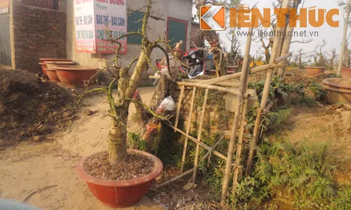 Tại vườn đào Nhật Tân, cảnh những gốc đào để ngổn ngang cũng không quá xa lạ với nhiều người. Anh Dũng (chủ vườn đào Nhật Tân - Hà Nội) cho biết: "Sau mỗi vụ, số đào hỏng bị vứt đi là một phần, phần là vì thiếu đất, khi nhà vườn mua được cây mới về, đẹp hơn nên thay cây cũ".