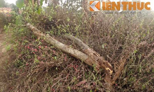 Những gốc không may bị sâu, mục nát, héo chết bị vứt đi không thương tiếc.