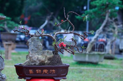 Muc so thi dao That Thon gan 200 trieu o Ha Noi-Hinh-8