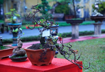 Muc so thi dao That Thon gan 200 trieu o Ha Noi-Hinh-9