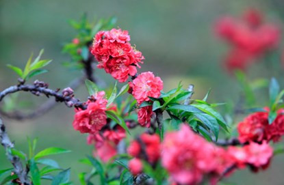 Muc so thi dao That Thon gan 200 trieu o Ha Noi-Hinh-6