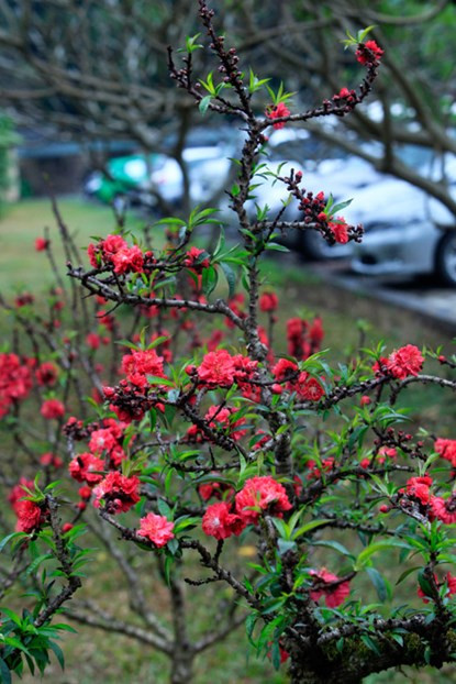 Muc so thi dao That Thon gan 200 trieu o Ha Noi-Hinh-2