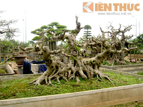 Tận mục vườn cảnh tiền tỷ độc lạ giữa Hà Nội - Hình 6 Tan muc vuon canh tien ty doc la giua Ha Noi-Hinh-6