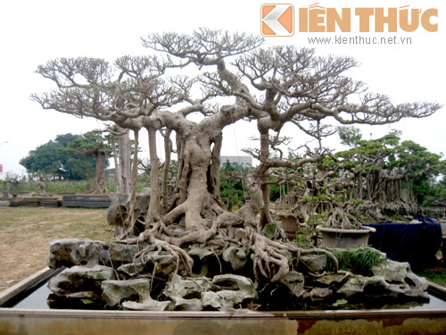 Tận mục vườn cảnh tiền tỷ độc lạ giữa Hà Nội - Hình 10 Tan muc vuon canh tien ty doc la giua Ha Noi-Hinh-10