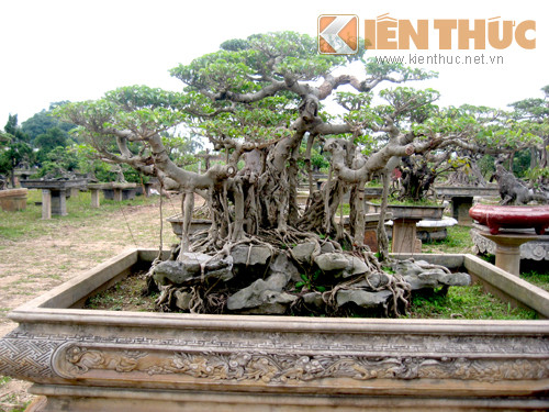 Tận mục vườn cảnh tiền tỷ độc lạ giữa Hà Nội - Hình 11 Tan muc vuon canh tien ty doc la giua Ha Noi-Hinh-11