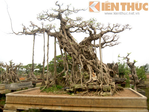 Tận mục vườn cảnh tiền tỷ độc lạ giữa Hà Nội - Hình 7 Tan muc vuon canh tien ty doc la giua Ha Noi-Hinh-7