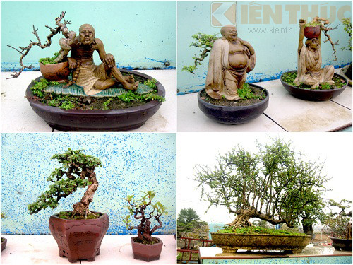 Tận mục vườn cảnh tiền tỷ độc lạ giữa Hà Nội - Hình 9 Tan muc vuon canh tien ty doc la giua Ha Noi-Hinh-9