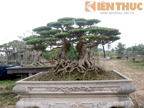 Tận mục vườn cảnh tiền tỷ độc lạ giữa Hà Nội - Hình 5 Tan muc vuon canh tien ty doc la giua Ha Noi-Hinh-5