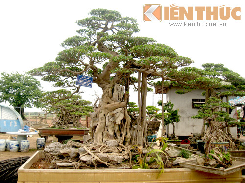 Tận mục vườn cảnh tiền tỷ độc lạ giữa Hà Nội - Hình 4 Tan muc vuon canh tien ty doc la giua Ha Noi-Hinh-4