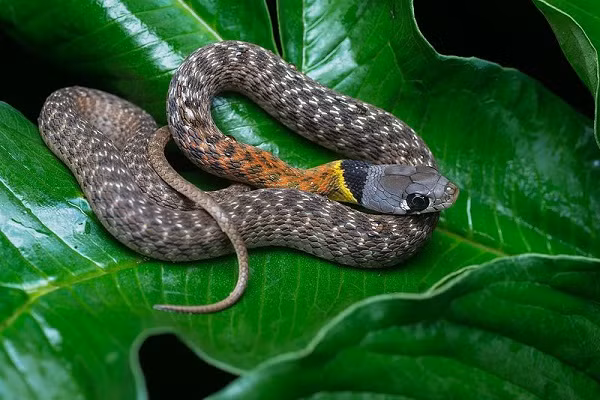 Rắn hoa cỏ nhỏ Rhabdophis subminiatus có màu sắc rực rỡ sắc màu ở phần đầu có tác dụng đe dọa kẻ thù. Chúngvô hại với con người và một số loài động vật máu nóng khác nhưng chúng là ác mộng với các loài máu lạnh lưỡng cư trong các khu rừng.