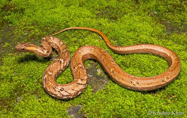 Rắn hổ đất nâu Psammodynastes pulverulentus thường bị nhầm lẫn với các loài rắn có nọc độc khác, tuy nhiên nó là loài hoàn toàn vô hại. Thức ăn chủ yếu của chúng là thằn lằn và ếch; chúng săn mồi cả ngày lẫn đêm. Ảnh: Wikipedia.