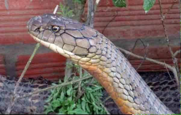 Rắn hổ mây gờ Pareas carinatus là loài rắn không độc. Chúng có màu nâu nhạt, phần sát bụng có màu nâu đậm. Viền mắt ngoài màu đỏ rực khi ánh đèn phản chiếu trong đêm tối. Rắn hổ mây gờ là loài rắn có kích thước nhỏ, nhút nhát, phân bố rộng nhưng số lượng cá thể của loài này không còn nhiều trong tự nhiên.