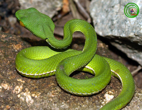 Đây là loài rắn độc và rất nguy hiểm. Chỉ với một cú đớp của chúng, con mồi hầu như không có cơ hội thoát thân. Ảnh: Động thực vật VN.