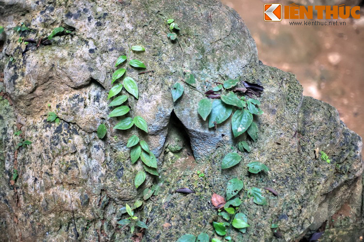 Hay những loài cây bám trên đá...