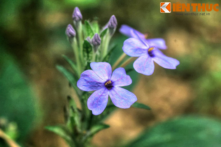 Sắc màu tươi đẹp của thiên nhiên hiện diện ở mọi nơi, từ những bông hoa dại ven đường...