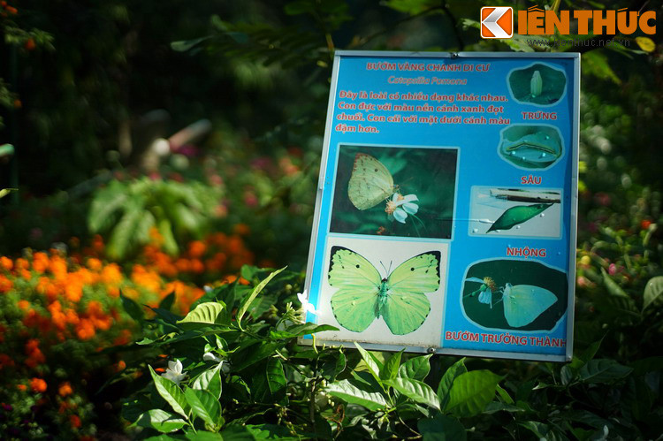 Rải rác trong vườn là bảng thông tin về các loài bướm hiện diện tại đây.