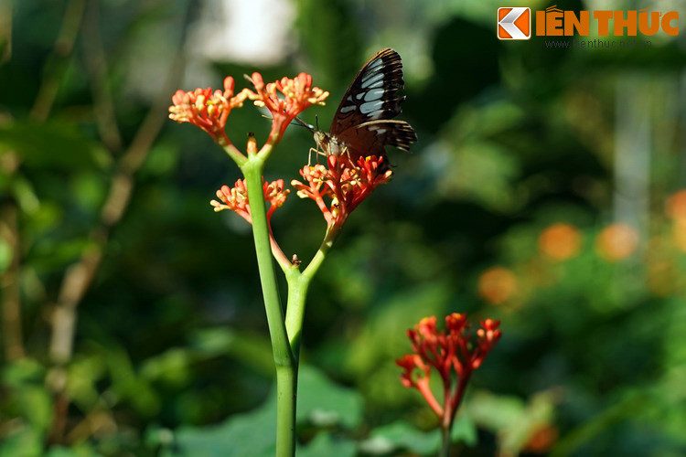 Bướm chai xanh với vẻ kiêu sa, bí ẩn.