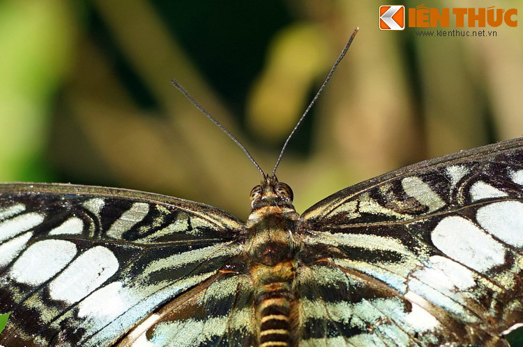 "Chân dung" cận cảnh một chú bướm.
