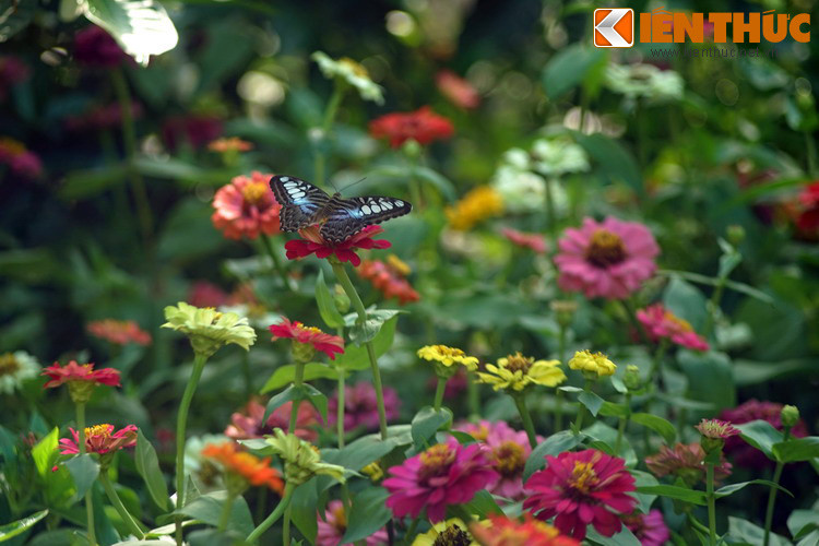 Sống trong điều kiện rất gần với ngoài thiên nhiên, các loài bướm trong vườn sinh trưởng và phát triển rất tốt.