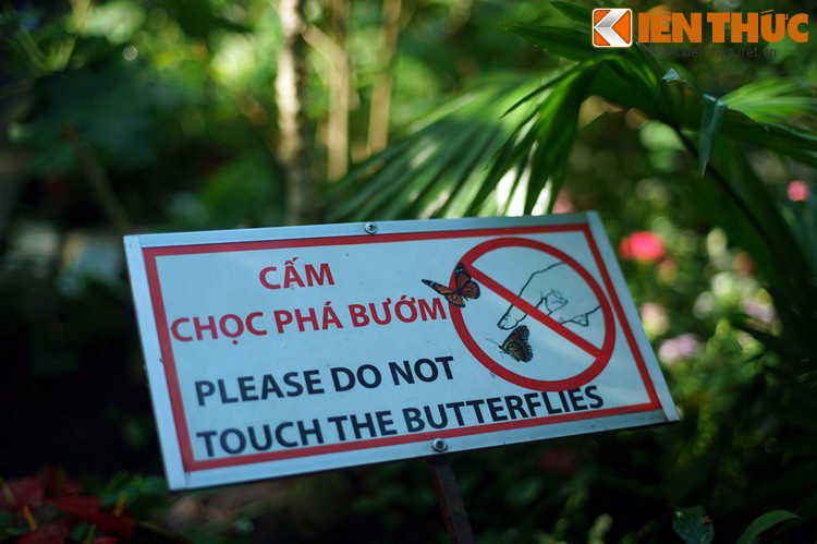 Cuối cùng, khi thăm quan vườn bướm Thảo Cầm Viên, du khách cần lưu ý: Cấm chọc phá bướm!