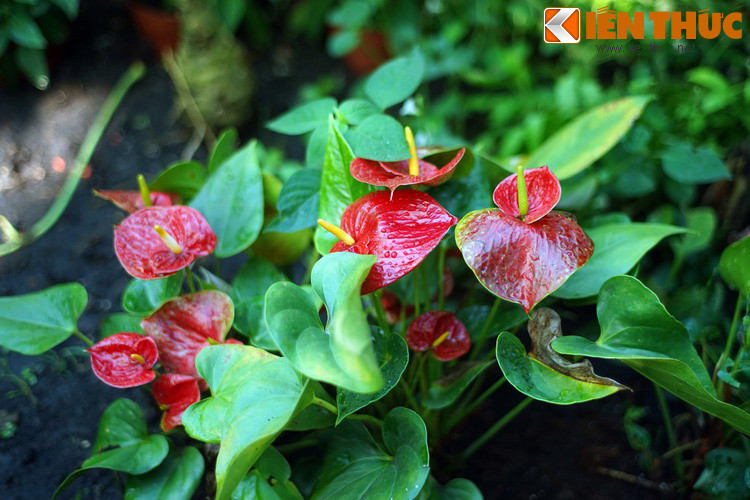 Không chỉ có bướm, trong vườn còn có vô số loài "kỳ hoa dị thảo" hấp dẫn.