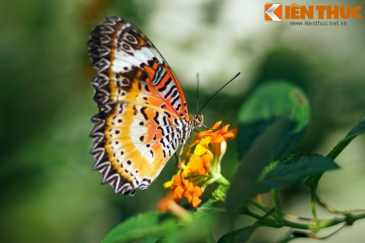 Bướm báo hoa đỏ rực rỡ như một ngọn lửa nhỏ.