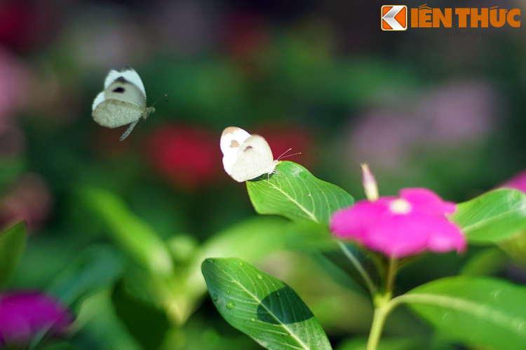 Bướm phấn trắng nhỏ mang vẻ đẹp dịu dàng và mong manh.