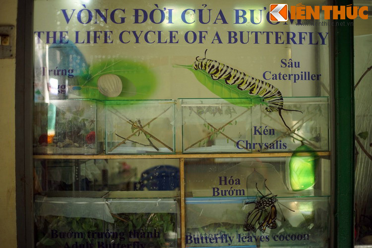 Khách tham quan cũng có thể khám phá vòng đời của loài bướm qua mẫu vật "sống động đậy", từ trứng, sâu, kén cho đến bướm đang chui ra khỏi kén.