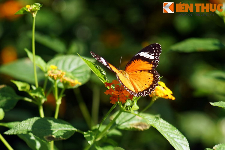 Nhân vật chính của khu vườn này là những chú bướm đủ sắc màu, thuộc nhiều loài bướm khác nhau.