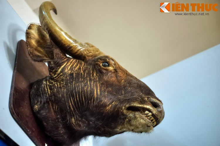 Ở nội dung Thiên nhiên Lâm Đồng, thiên nhiên trù phú của miền đất này được tái hiện qua nhiều tiêu bản động, thực vật quý hiếm hay các mẫu khoáng sản có giá trị cao cùng nhiều thông tin bổ ích đi kèm. Ảnh: Tiêu bản đầu bò tót tại Bảo tàng.