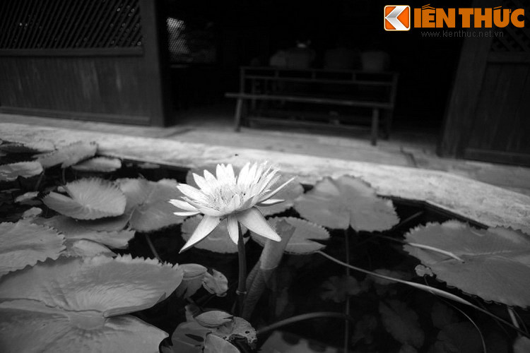 Dù chỉ dạy ở trường Dục Thanh một thời gian ngắn, thầy Nguyễn Tất Thành đã làm tròn trọng trách người thầy, được đồng nghiệp, học trò và người dân yêu mến. Ngành giáo dục Việt Nam tự hào vì có một nhà giáo mang tên Nguyễn Tất Thành. Ảnh: Hoa súng nở trong vườn trường. (Bài có sử dụng tư liệu của TTĐT Ban quản lý Lăng Chủ tịch Hồ Chí Minh).