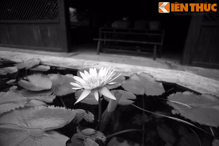 Dù chỉ dạy ở trường Dục Thanh một thời gian ngắn, thầy Nguyễn Tất Thành đã làm tròn trọng trách người thầy, được đồng nghiệp, học trò và người dân yêu mến. Ngành giáo dục Việt Nam tự hào vì có một nhà giáo mang tên Nguyễn Tất Thành. Ảnh: Hoa súng nở trong vườn trường. (Bài có sử dụng tư liệu của TTĐT Ban quản lý Lăng Chủ tịch Hồ Chí Minh).